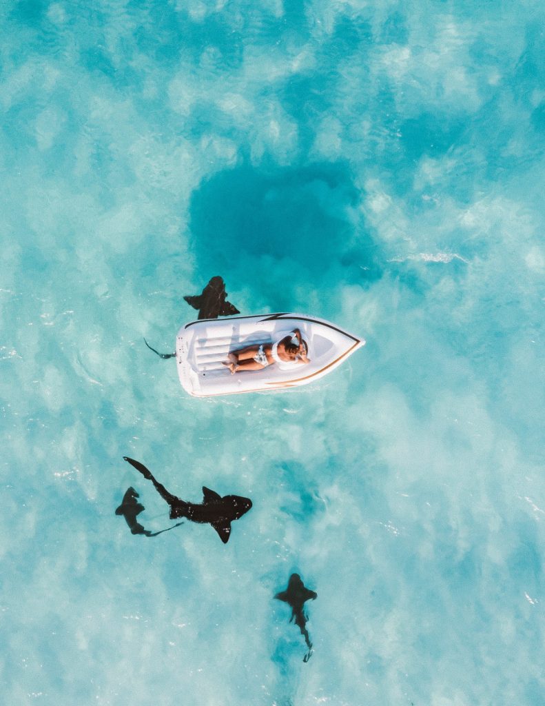Travel Idea to Shark-Seeing