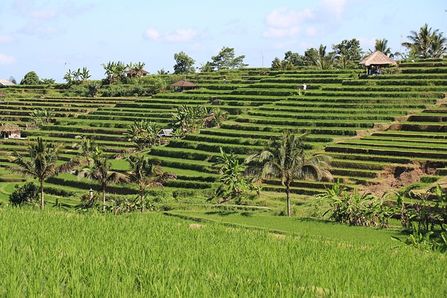 Jatiluwih Rice Terrace as one of the romantic and affordable destination in Bali on a honeymoon